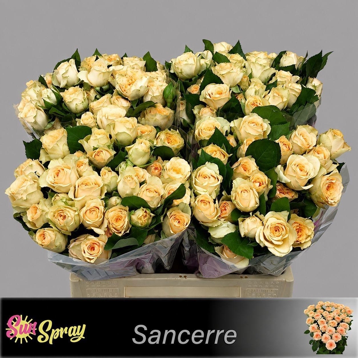 <h4>R TR SANCERRE</h4>