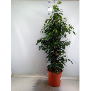 Ficus benja. 'Danielle'