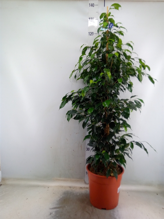 <h4>Ficus benja. 'Danielle'</h4>