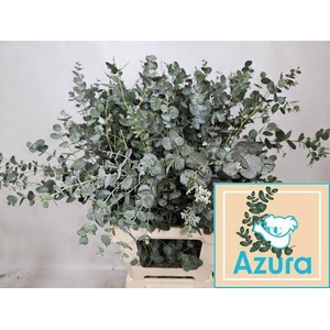 Euca Azura Spray 90cm Super Stem