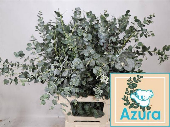 <h4>Euca Azura Spray 90cm Super Stem</h4>