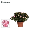 Azalea 'bont' 30 - 32 cm Decorum