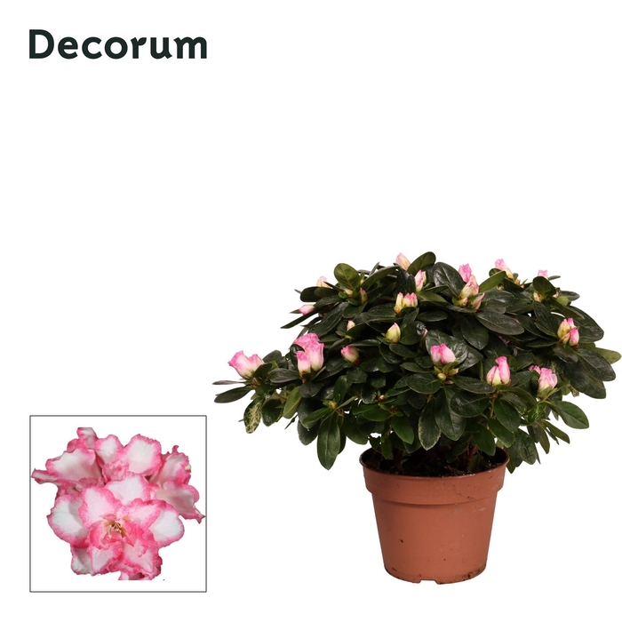 Azalea 'bont' 30 - 32 cm Decorum