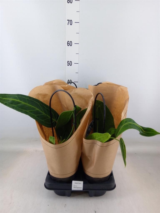 <h4>Anthurium   ...</h4>