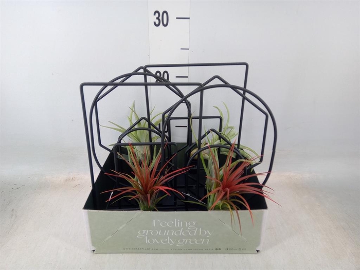 <h4>Arr.  Tillandsia L%</h4>