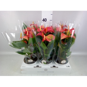 Anthurium andr. 'Livium Red'