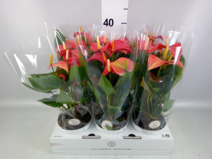 <h4>Anthurium andr. 'Livium Red'</h4>
