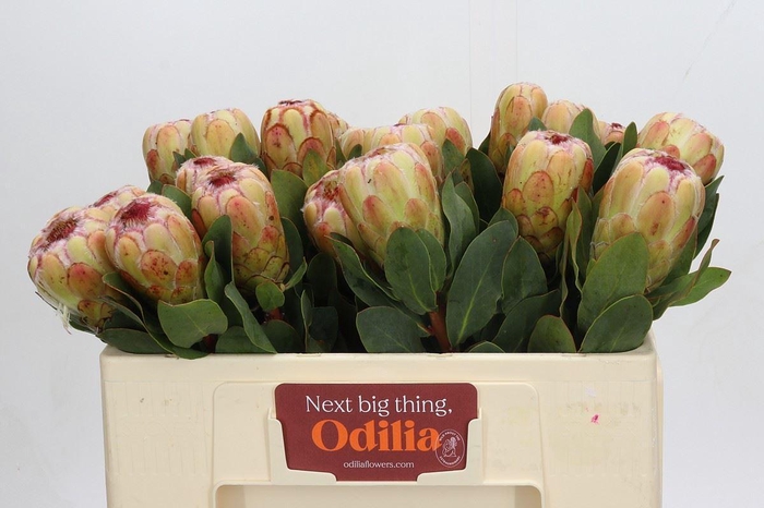 <h4>Protea 'Grandicolor'</h4>