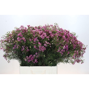 Chamelaucium Jupiter