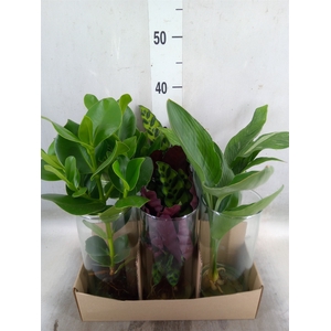 Planten  ..mix