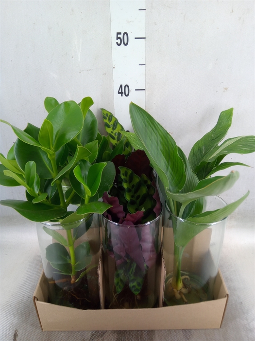 <h4>Planten  ..mix</h4>