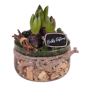 Bulbs Arr. Hyacint Glass Bowl with Rope Ø16cm 3PP