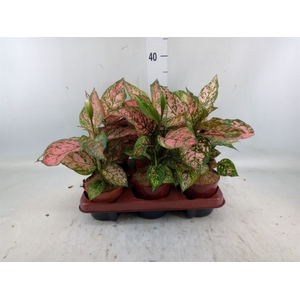 Aglaonema   ...