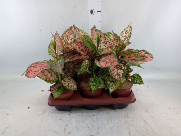 <h4>Aglaonema   ...</h4>