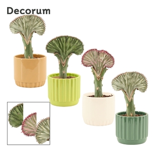 Euphorbia Lactea 9 cm in Liam (Natural bubble-collection)