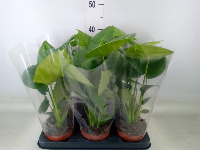 <h4>Monstera   ...</h4>