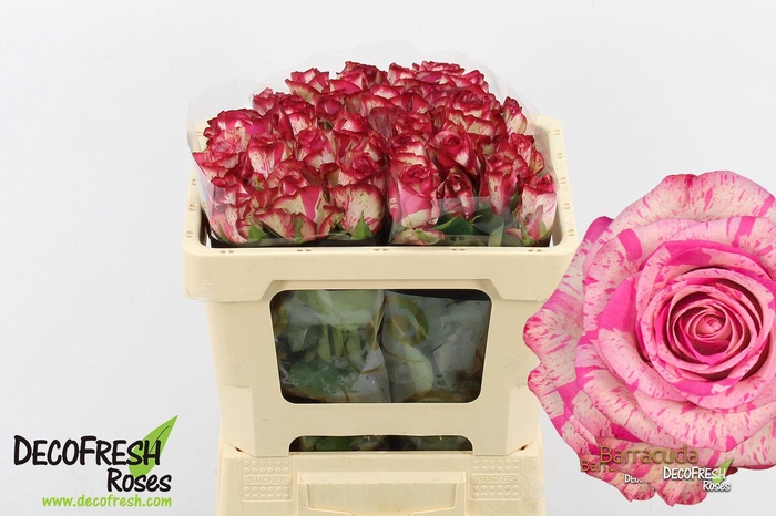 <h4>R Gr Barracuda</h4>