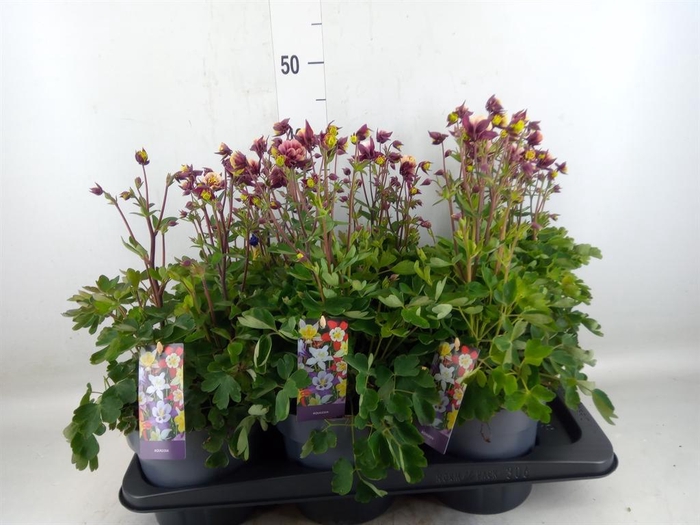 <h4>Aquilegia caerulea</h4>