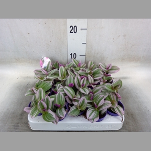 Tradescantia albif. 'Nanouk'