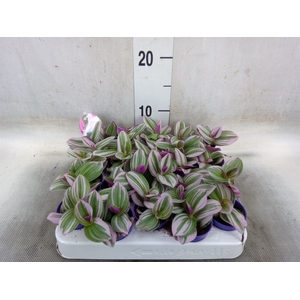 Tradescantia albif. 'Nanouk'