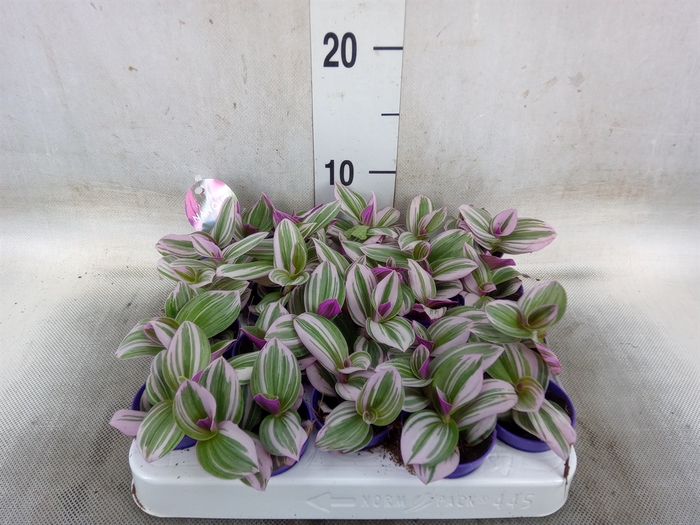 <h4>Tradescantia albif. 'Nanouk'</h4>