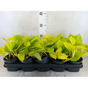 Epipremnum pinn. 'Golden Pothos'