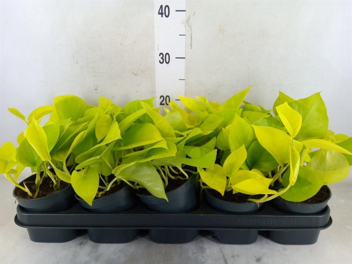 <h4>Epipremnum pinn. 'Golden Pothos'</h4>