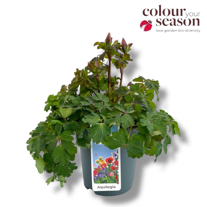 <h4>Aquilegia Spring Magic P15 Pink</h4>