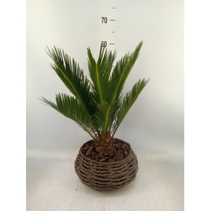 Cycas revoluta