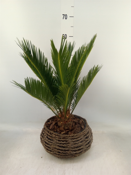 <h4>Cycas revoluta</h4>