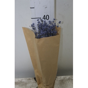 Dried Lavendel Bos