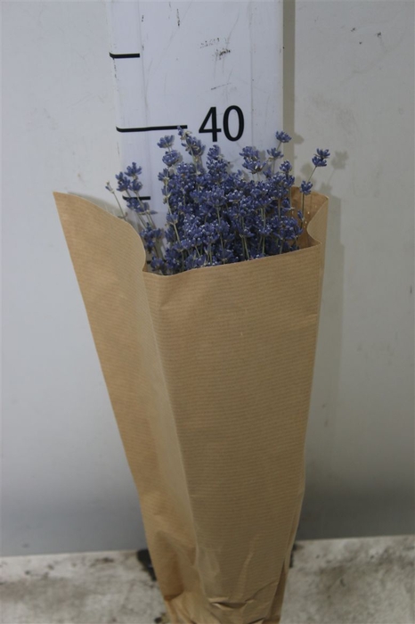 <h4>Dried Lavendel Bos</h4>