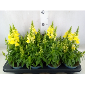 Antirrhinum majus   ...