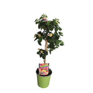 'Weekaanbieding; Stam 19cm Lantana Roze