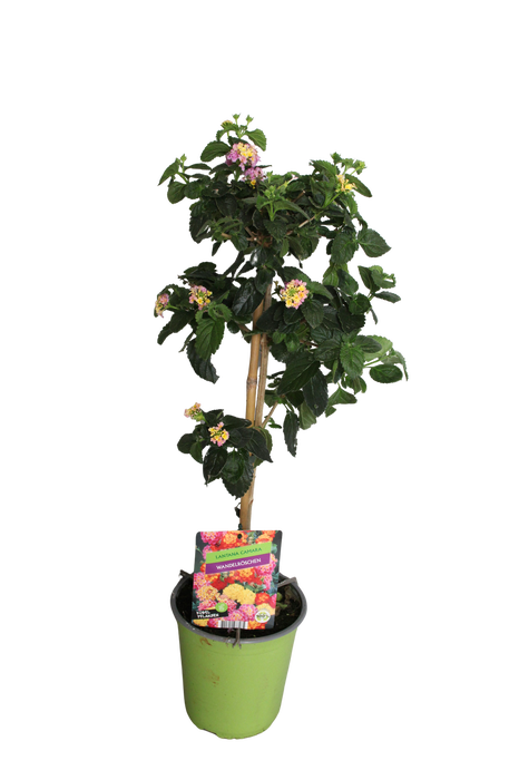 <h4>'Weekaanbieding; Stam 19cm Lantana Roze</h4>