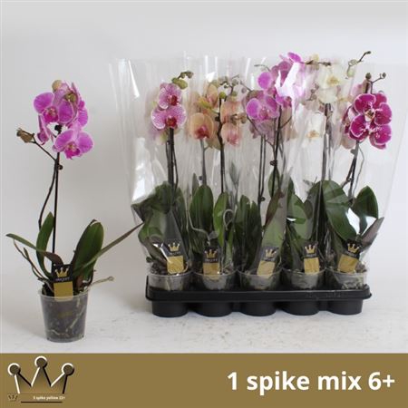 <h4>Phal Gem 7 Kl 1 Branche 6+</h4>