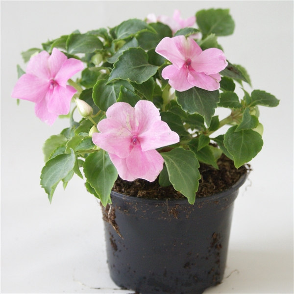 Impatiens Walleriana roze p9