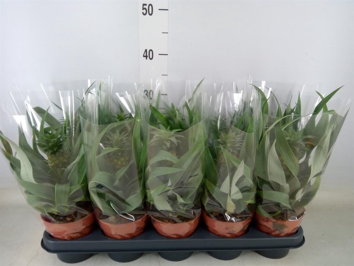 <h4>Ananas  'Mi Amigo'</h4>