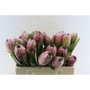 Protea Pink Ice