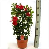 MANDE SUN RED