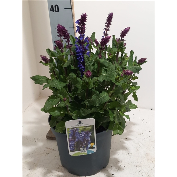 <h4>salvia blue marvel</h4>