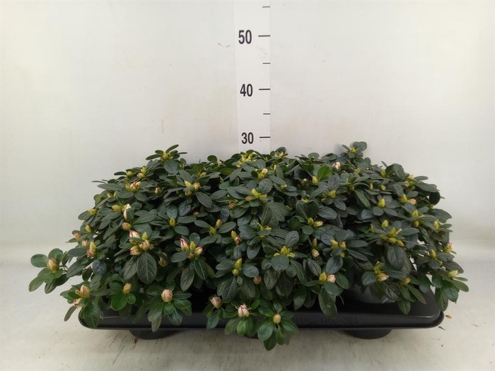 <h4>Rhododendron sim.   ...</h4>