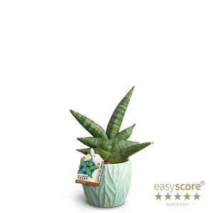 SANSEVIERIA BONCELLENSIS p7 starfish leaf oc