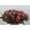 Protea Pink Ice