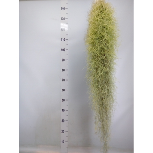 Tillandsia usneoides