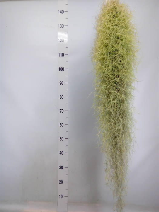 <h4>Tillandsia usneoides</h4>