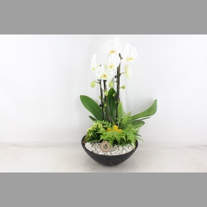 arr2 PL - Ebbischaal x2 phal. wit V2