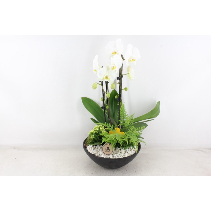 <h4>Arr2 Pl - Ebbischaal X2 Phal. Wit V2</h4>