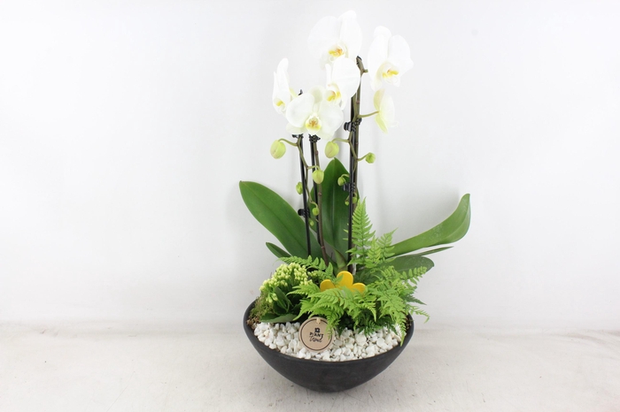 <h4>arr2 PL - Ebbischaal x2 phal. wit V2</h4>