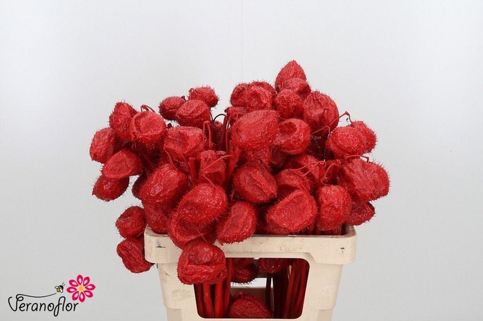 <h4>SNIJBLOEMEN KLB H%</h4>